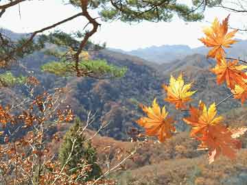 长岛县财政局最新领导